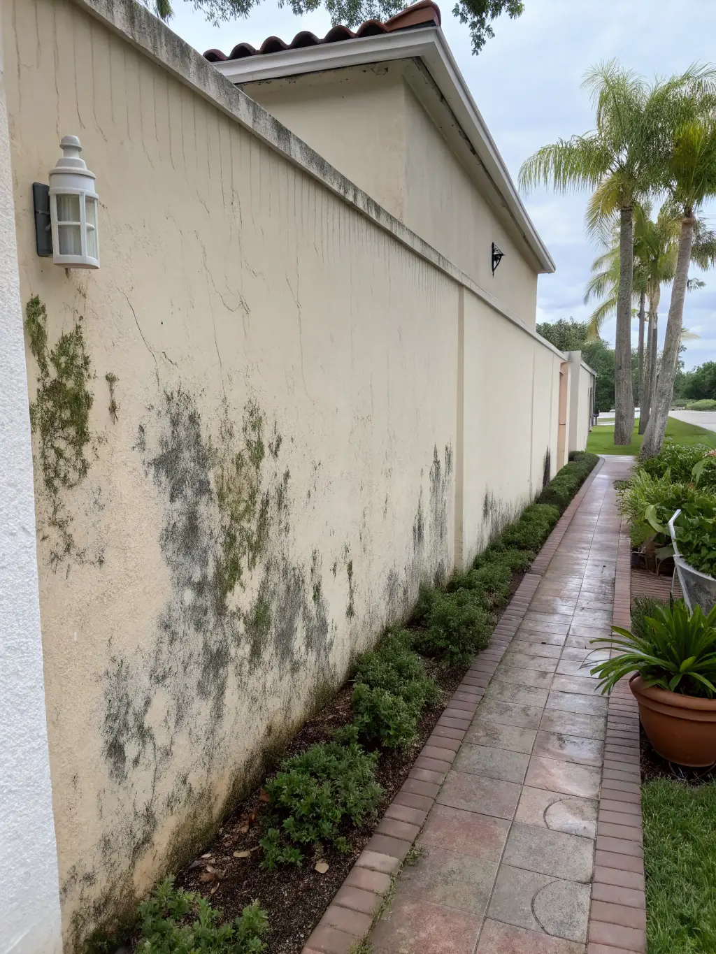 Mold growing on a damp wall, highlighting the mold remediation services offered by Healthy Home Jersey.